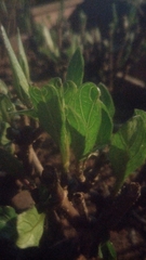 Lactuca sativa