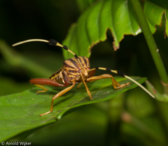 Spathophora biclavata
