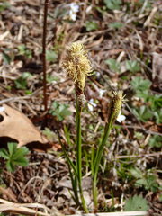 Carex vestita