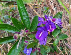 Periandra mediterranea