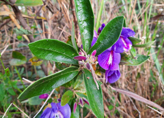 Periandra mediterranea