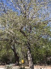 Populus deltoides wislizenii