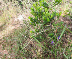 Periandra mediterranea
