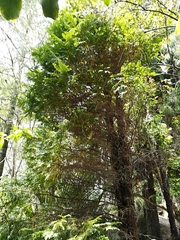 Libocedrus plumosa