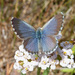 New Zealand Blue - Photo (c) Vincent Baudraz, some rights reserved (CC BY-NC), uploaded by Vincent Baudraz