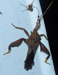 Spathophora