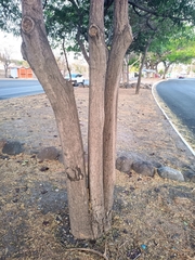 Tabebuia rosea