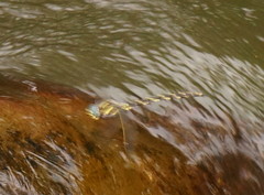 Notoaeschna sagittata