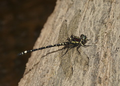 Eusynthemis brevistyla