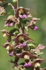 Epipactis helleborine tremolsii