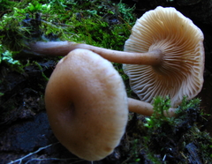 Pseudoarmillariella ectypoides