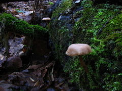 Pseudoarmillariella ectypoides