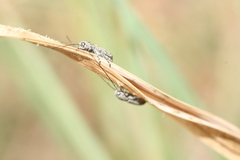 Euciodes suturalis