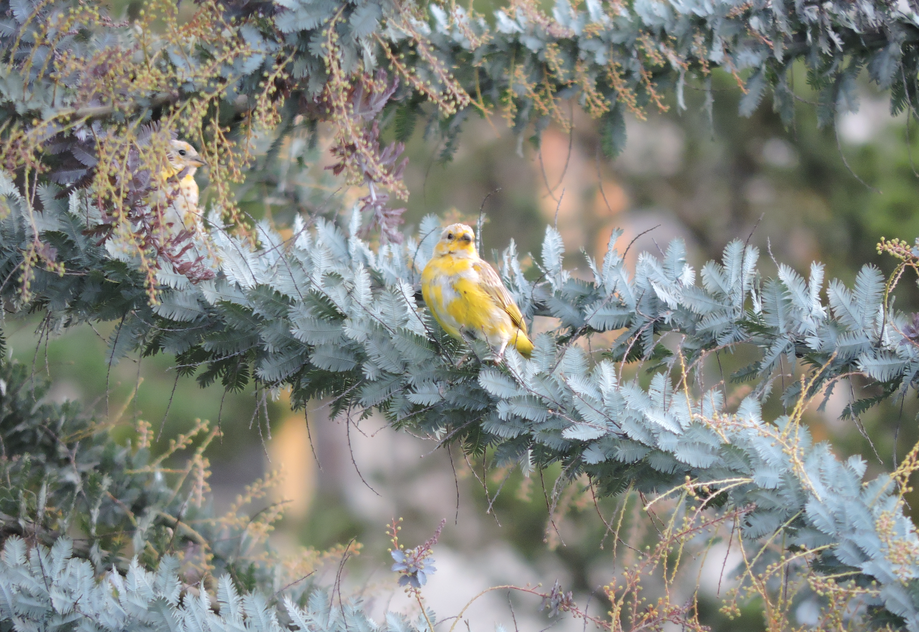 Sicalis flaveola image
