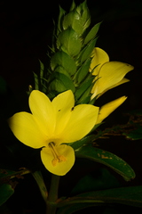 Barleria oenotheroides