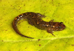Cumberland Dusky Salamander photo 2