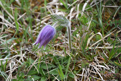 Pulsatilla vulgaris