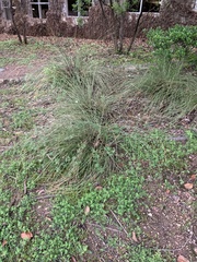 Muhlenbergia lindheimeri