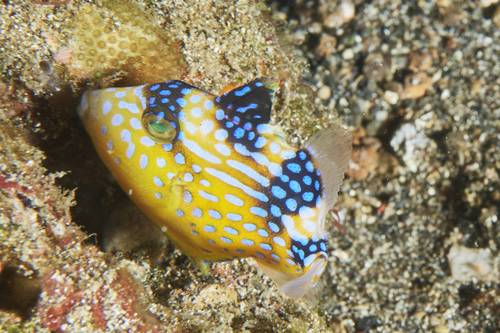 Blue Triggerfish