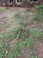 Muhlenbergia lindheimeri