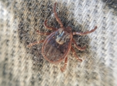 Dermacentor reticulatus