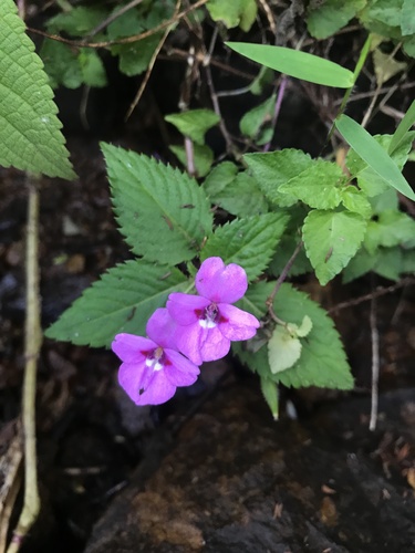 Impatiens sylvicola image