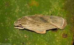 Stenomatinae