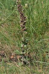 Epipactis helleborine tremolsii