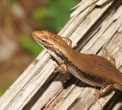 Cool-Temperate Water-Skink photo 5
