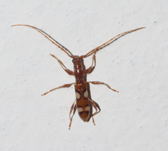 Neocompsa alacris