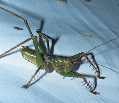Carliella mandibularis