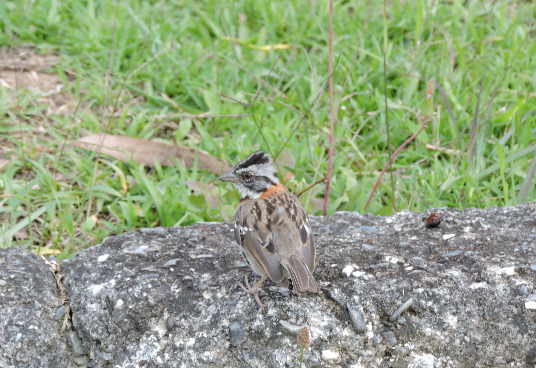 Zonotrichia capensis image