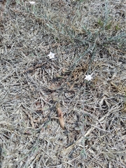 Convolvulus equitans equitans