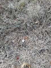 Convolvulus equitans equitans