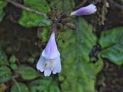 Mazus dentatus