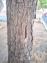 Tabebuia rosea