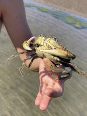 Callinectes bellicosus