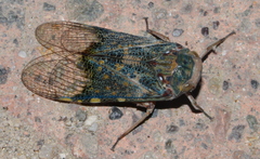 Poiocerinae