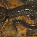 Salamandra Oscura de Los Apalachicola - Photo (c) Todd Pierson, algunos derechos reservados (CC BY-NC-SA)