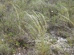 Stipa austroitalica
