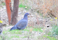 Patagioenas picazuro