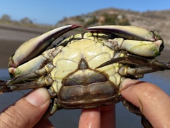 Callinectes bellicosus