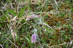 Pulsatilla vulgaris