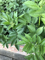 Sambucus nigra