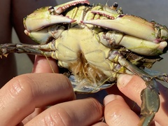 Callinectes bellicosus