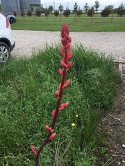 Hesperaloe