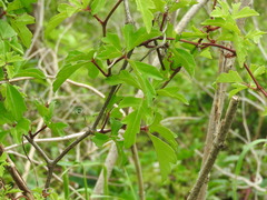 Cissus trifoliata