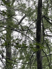 Protonotaria citrea