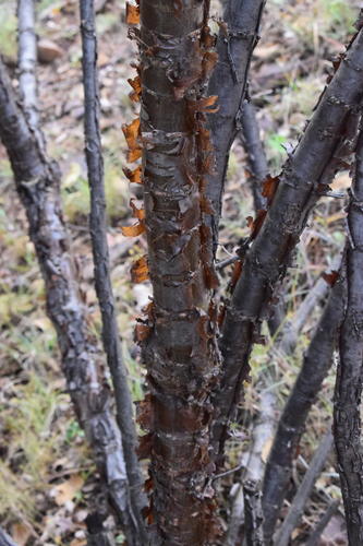 parsleytree