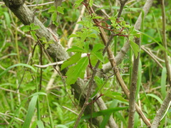 Cissus trifoliata